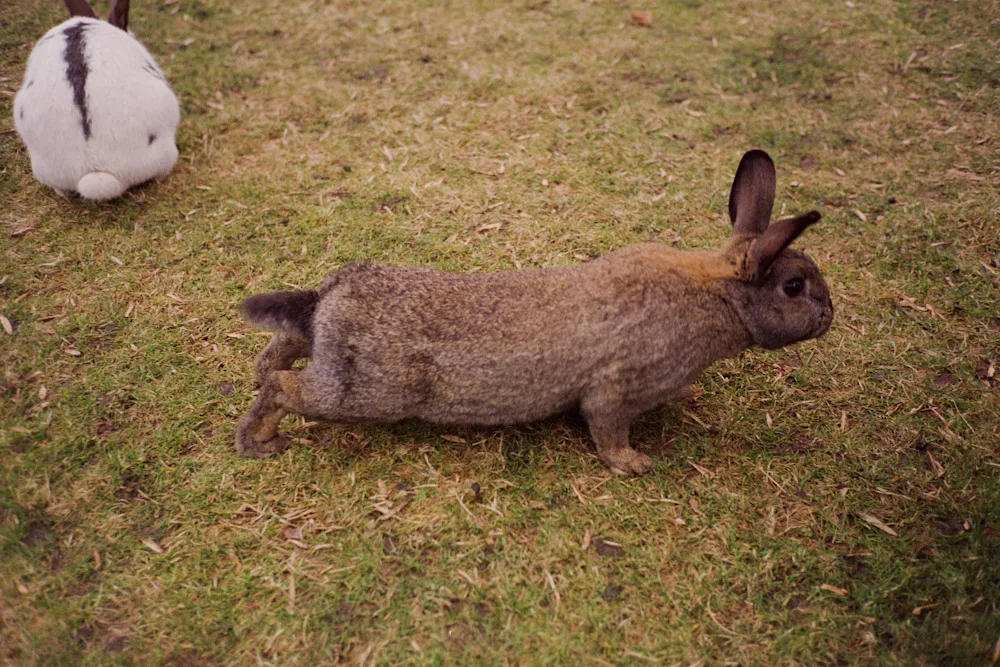 A photograph by Ali Bosworth in the selection Spring 2008