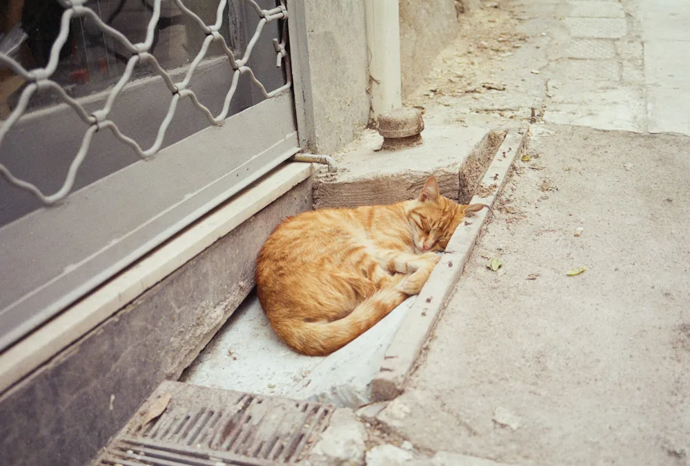 A photograph by Ali Bosworth in the selection Athens