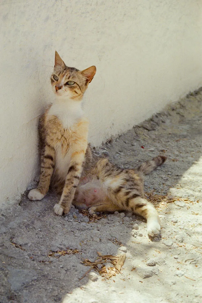 A photograph by Ali Bosworth in the selection Milos