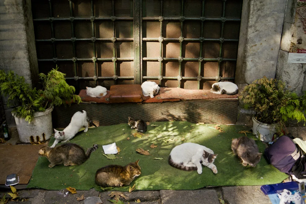 A photograph by Ali Bosworth in the selection Istanbul