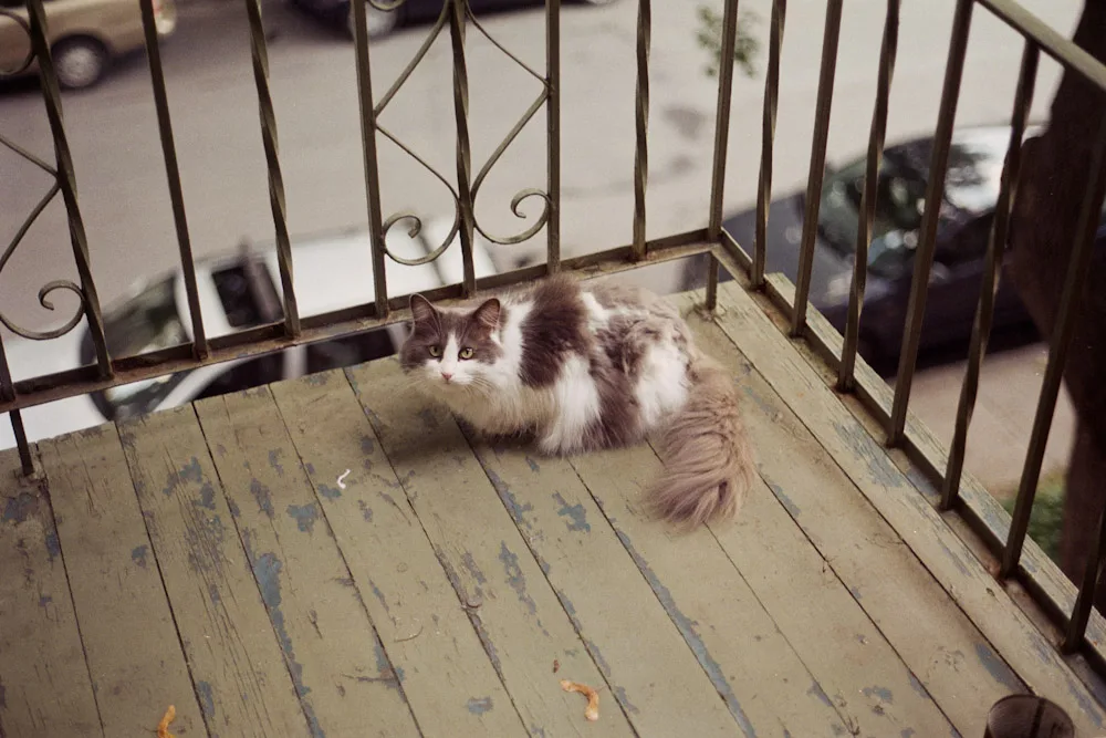 A photograph by Ali Bosworth in the selection Montreal