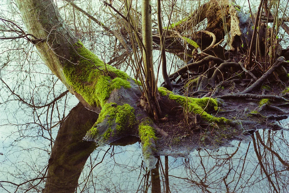A photograph by Ali Bosworth in the selection Spring 2011