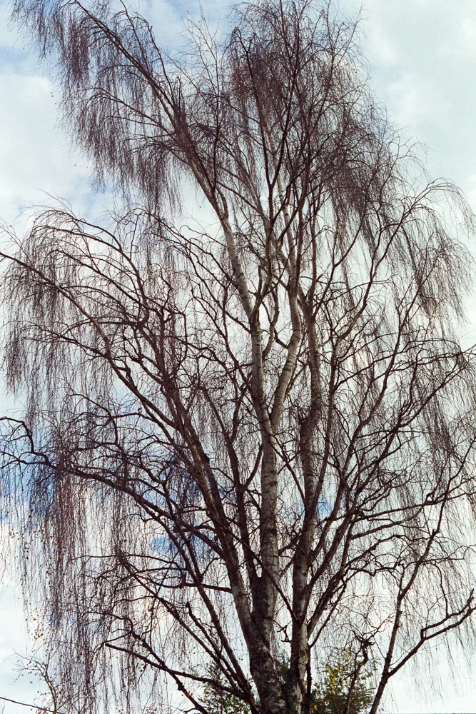A photograph by Ali Bosworth in the selection Fall 2012